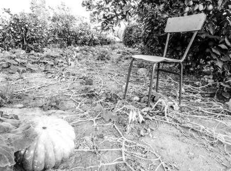 Freshly grown pumpkins in the orchards of Sicily, Italy, ready to be picked, packed and sent around the country.の写真素材