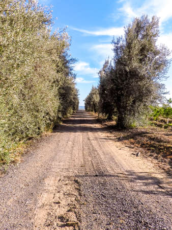 A view along a long Italian countryside road, during the summertime heat. Taken in Sicily, Italy. The open land surrounded by orchard trees and bushes.の写真素材