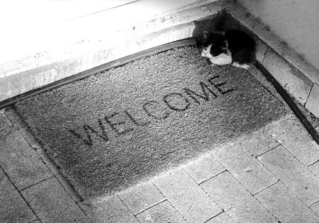 A tiny black and white kitten, that is a stray, sits scared on a welcome mat outside a property in...