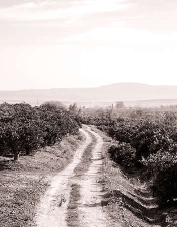 A view along a long Italian countryside road, during the summertime heat. Taken in Sicily, Italy. The open land surrounded by orchard trees and bushes.の写真素材