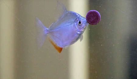 One of the popular and hardy breed of tropical fish, called a Silver Dollar. These are plain in...