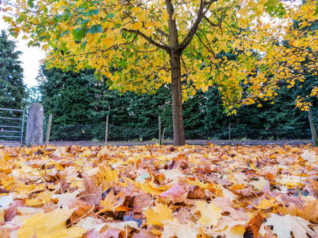Autumn leaves lay all around, fallen from the trees above. Leaves that dry up and crunch when you walk through them.の写真素材