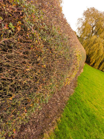 A long row of hedges to protect a property as it surrounds the boundary.の写真素材