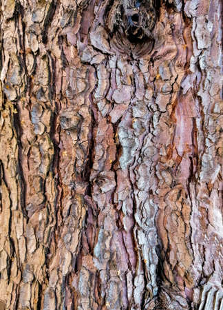 A tree specially grown in well kept gardens for visitors to come from all around and enjoy.