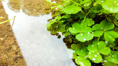 A symbol of Irishness, a small bunch of Clover flowers sit in a puddle. Their leaves vibrant green from being well nourished in the wet weather.の写真素材