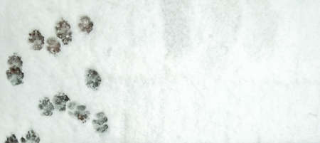A running pattern of paw prints that have been imbedded in the snow.の写真素材