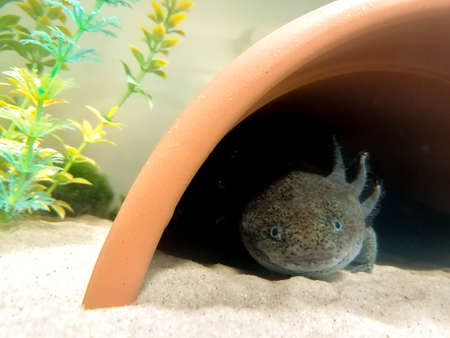 A large Salamander, Axolotl, lizard type fish laying under the cover of a halved plant pot, in a fish tank.の写真素材