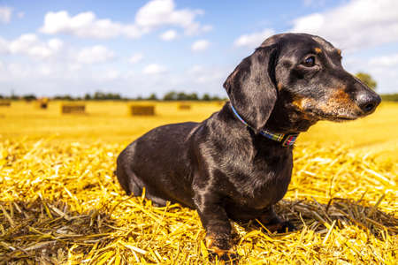 A Miniature Smooth Haired Dachshund enjoying resting in the sunshine on top of a hay bail, in a...