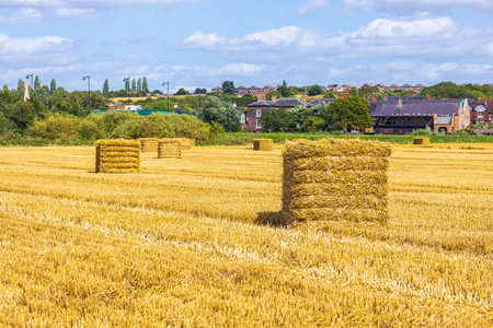 A large hay bail that has been harvested in a farmer's field, in the United Kingdom. The hay used to...