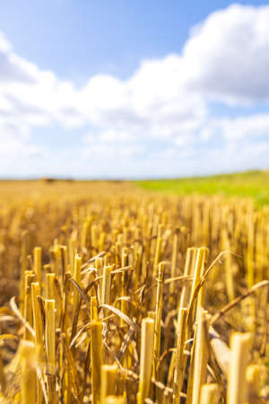 A wheat field that has been freshly cut and piles of wheat lay piled along the field landscape.