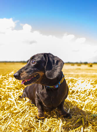 A Miniature Smooth Haired Dachshund enjoying resting in the sunshine on top of a hay bail, in a farmer's field.の写真素材