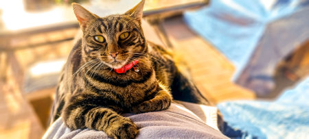 A cat relaxing in the shade of the sunshine, it lays awaiting to be pampered by someone.
