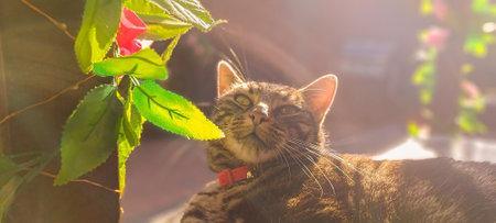 A cat relaxing in the shade of the sunshine, it lays awaiting to be pampered by someone.