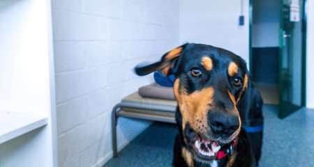 A large black and tan puppy which loves to playfight.の写真素材