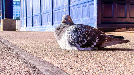 A plump Pigeon laying on an empty train station platform.の写真素材
