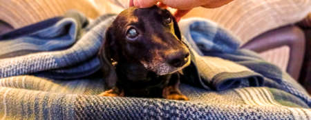 A Miniature Dachshund laying, relaxing, as they are sleepy or old. Often known as a 'Sausage Dog'の写真素材
