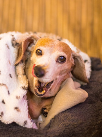 A beautiful Miniature Dachshund breed of dog.の写真素材