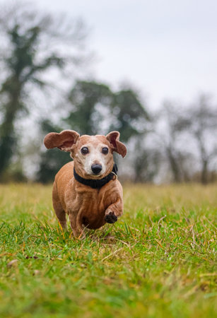 A beautiful Miniature Dachshund breed of dog enjoying going for a walk outdoors.
