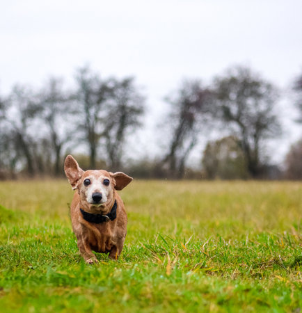 A beautiful Miniature Dachshund breed of dog enjoying going for a walk outdoors.