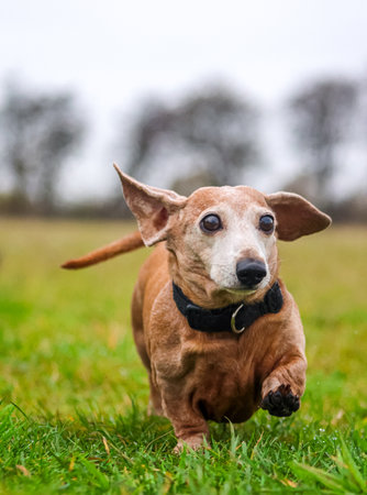 A beautiful Miniature Dachshund breed of dog enjoying going for a walk outdoors.