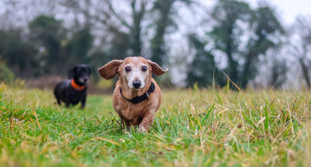 A beautiful Miniature Dachshund breed of dog enjoying going for a walk outdoors.の写真素材