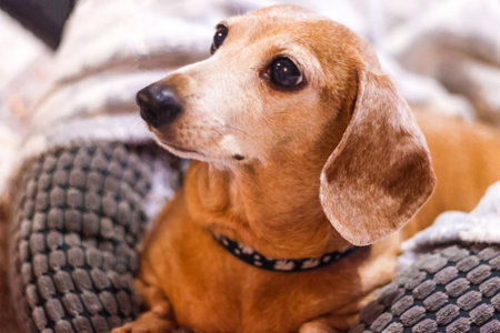 A beautiful Miniature Dachshund breed of dog relaxing and enjoying some rest.の写真素材