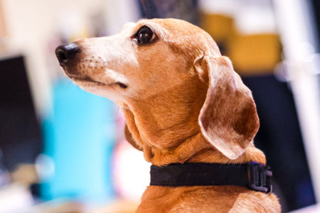 A beautiful Miniature Dachshund breed of dog relaxing and enjoying some rest.の写真素材