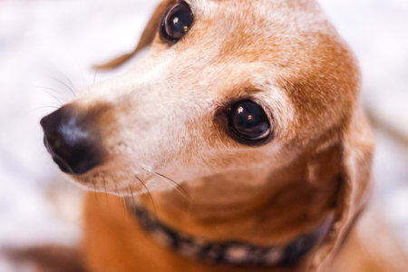 A beautiful Miniature Dachshund breed of dog relaxing and enjoying some rest.の写真素材