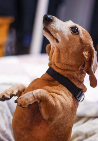 A beautiful Miniature Dachshund breed of dog learning how to beg.の写真素材