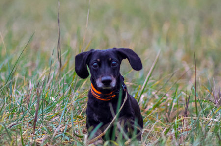 A beautiful Miniature Dachshund breed of dog enjoying going for a walk outdoors.の写真素材