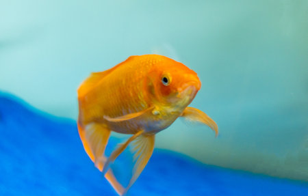 A giant pet Goldfish swimming around the tank glass awaiting it's next feed.の写真素材
