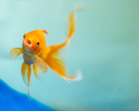 A giant pet Goldfish swimming around the tank glass awaiting it's next feed.の写真素材