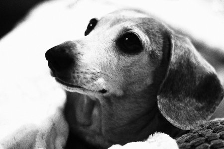 A beautiful Miniature Dachshund breed of dog.の写真素材