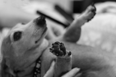 A beautiful Miniature Dachshund breed of dog.の写真素材