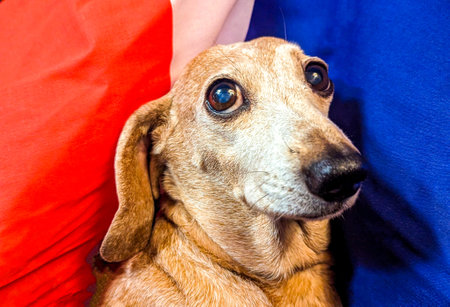 A beautiful Miniature Dachshund breed of dog.