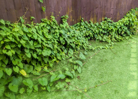 Vines or Bindweed can be a pest to properties as it grows fast and infiltrates property boundaries...