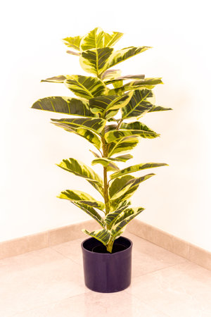 A green, tall, plastic plant in a clinic as decor for patients and visitors to enjoy the sight of.の写真素材