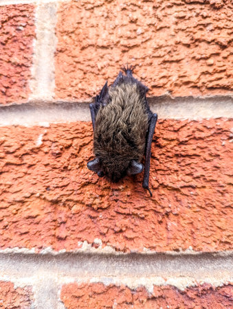 A baby Bat clings onto a wall, during daylight, in a ball waiting for the darkness to happen again.の写真素材