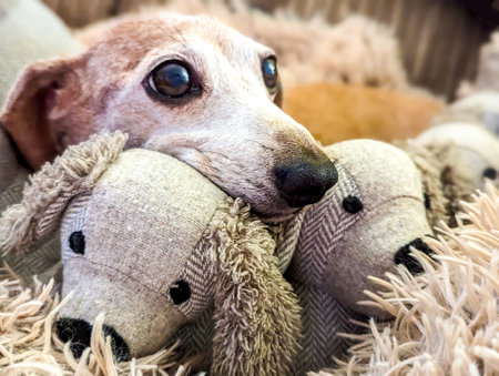 A very lazy Miniature Dachshund dog breed.の写真素材