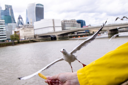 Seagulls are large birds commonly found at the seaside. They can be very greedy and steal any food they can get their beaks on.の写真素材