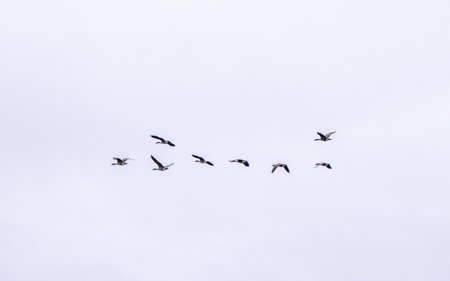 Geese having a distinct call and being of a large size are not far off the size of a Gull.の写真素材