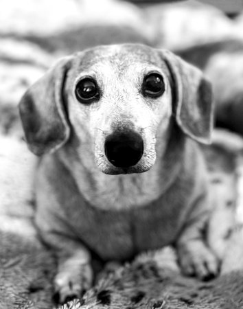 One of the favourite dog breeds, the Miniature Dachshund is a well loved breed of dog for it's unusually long body. Here seen an old aged adult female dog.の写真素材