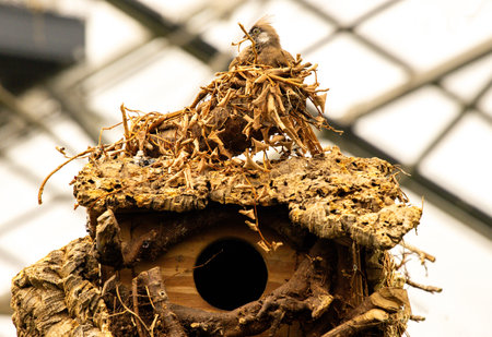 A tatty wooden bird hut to house a small bird and it's chicks protecting them from the elements.の写真素材