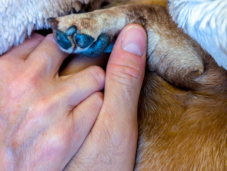 A Miniature Dachshund's paws seen close up with it's black soft pads to protect it when it walks.