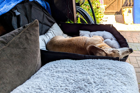 An adorable Miniature Dachshund dog having a sleep due to being tired or being unwell.の写真素材