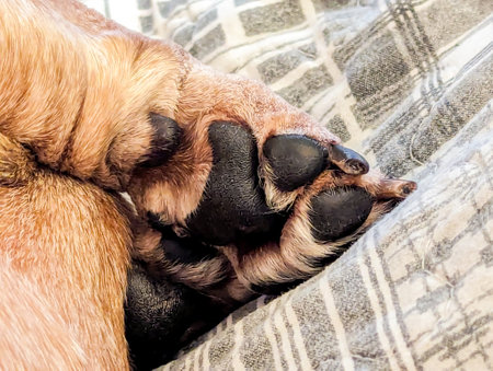 A Miniature Dachshund's paws seen close up with it's black soft pads to protect it when it walks.の写真素材