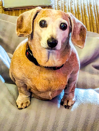One of the favourite dog breeds, the Miniature Dachshund is a well loved breed of dog for it's unusually long body. Here seen an old aged adult female dog.の写真素材