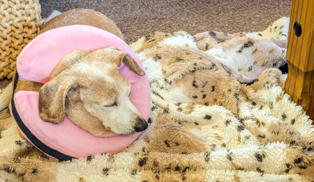 A Miniature Dachshund with an eye condition has had a vet's collar fitted to prevent it from rubbing or itching it's eye to prevent further injury.の写真素材