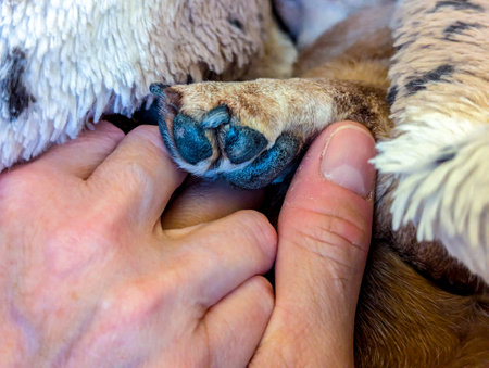 A Miniature Dachshund's paws seen close up with it's black soft pads to protect it when it walks.の写真素材