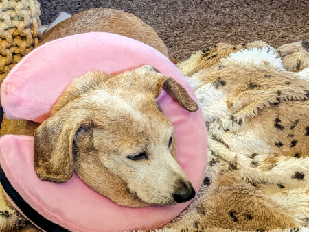 A Miniature Dachshund with an eye condition has had a vet's collar fitted to prevent it from rubbing or itching it's eye to prevent further injury.の写真素材